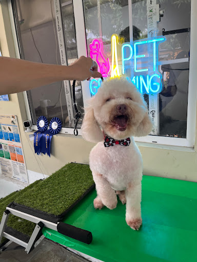 Healthy dog